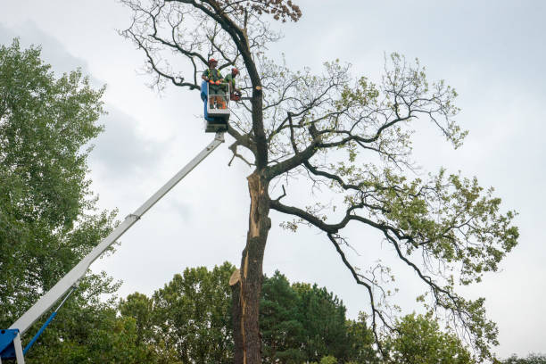 The Steps Involved in Our Tree Care Process in Horton, KS